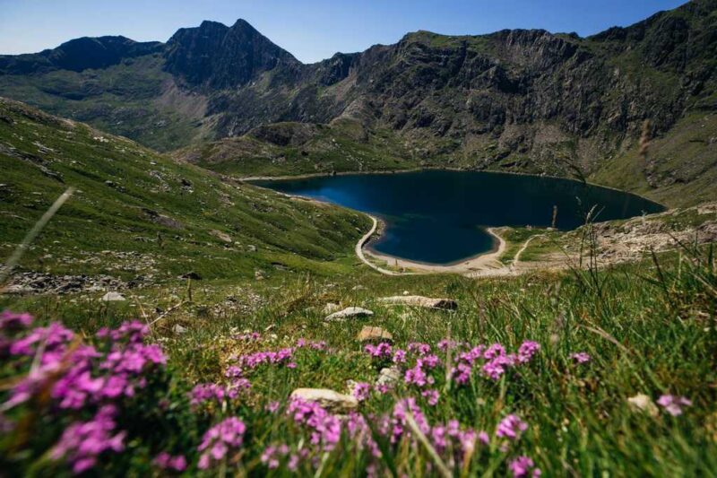 flowers on slopes of snowdon